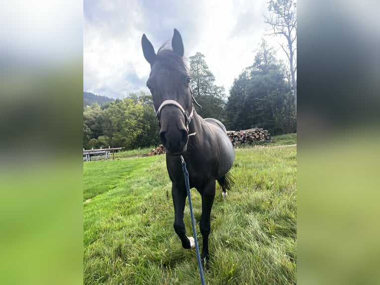 Appaloosa Giumenta 19 Anni 157 cm Baio nero in Baiersbronn