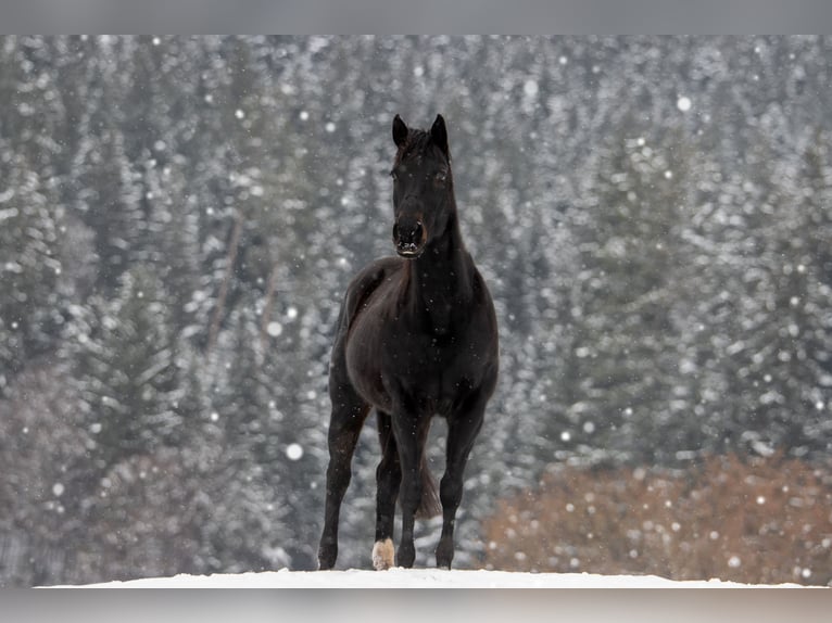 Appaloosa Giumenta 19 Anni 157 cm Baio nero in Baiersbronn