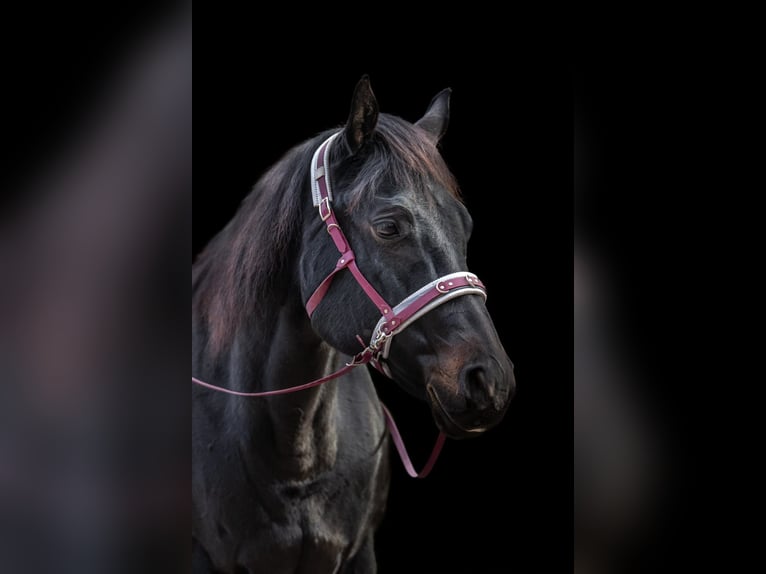 Appaloosa Giumenta 19 Anni 157 cm Baio nero in Baiersbronn