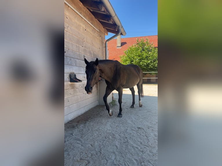 Appaloosa Giumenta 19 Anni 157 cm Baio nero in Baiersbronn