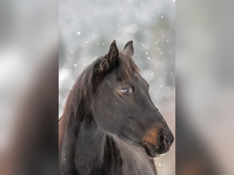 Appaloosa Giumenta 19 Anni 157 cm Baio nero in Baiersbronn