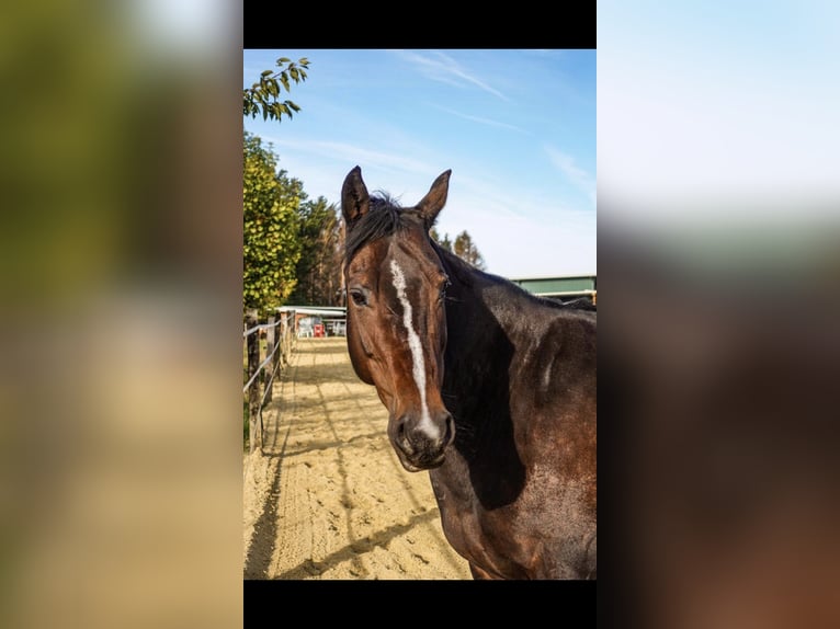 Appaloosa Giumenta 19 Anni 160 cm Baio scuro in Lindlar
