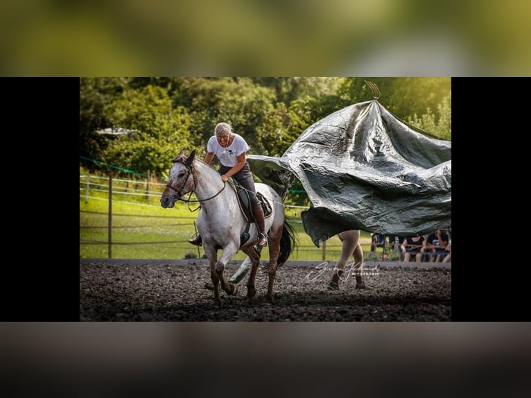 Appaloosa Giumenta 19 Anni 160 cm Roano rosso in Oberderdingen