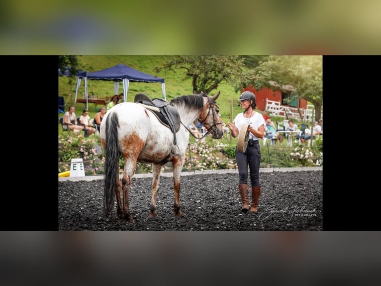 Appaloosa Giumenta 19 Anni 160 cm Roano rosso in Oberderdingen