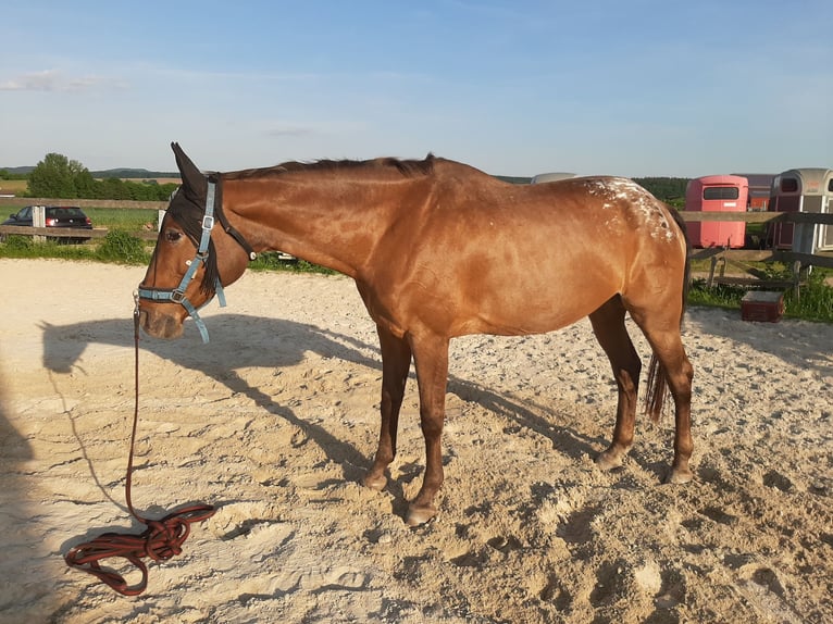 Appaloosa Mix Giumenta 19 Anni 164 cm in Zapfendorf