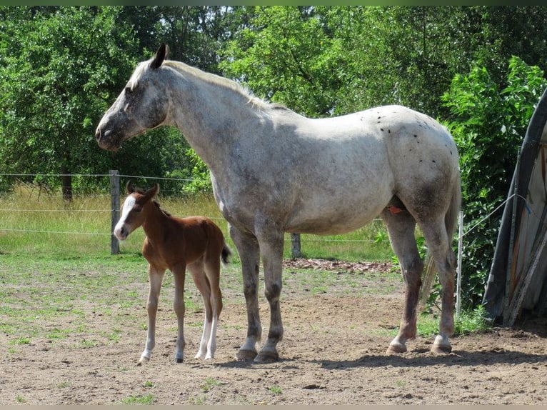 Appaloosa Giumenta 1 Anno 140 cm Baio in Jerichow