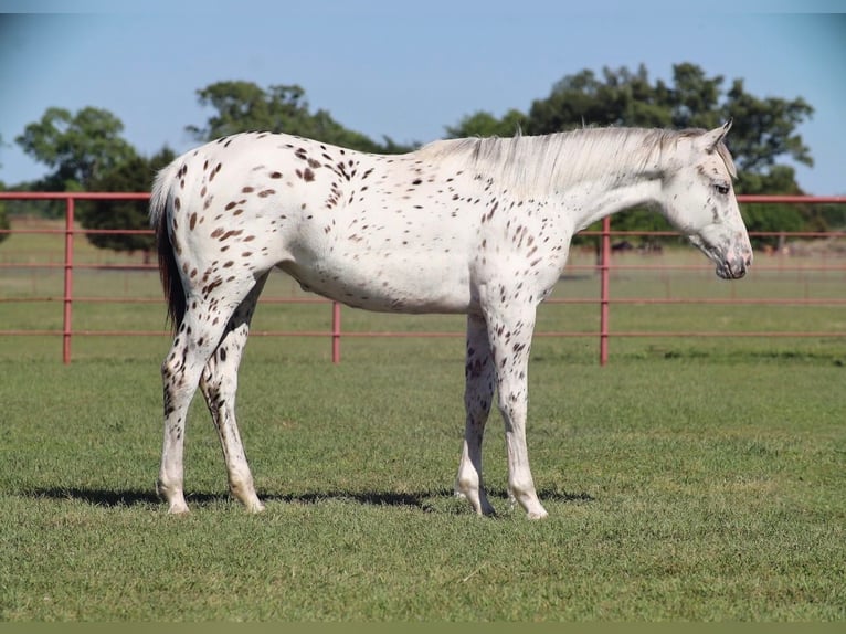 Appaloosa Giumenta 1 Anno 142 cm Baio in Grand Saline