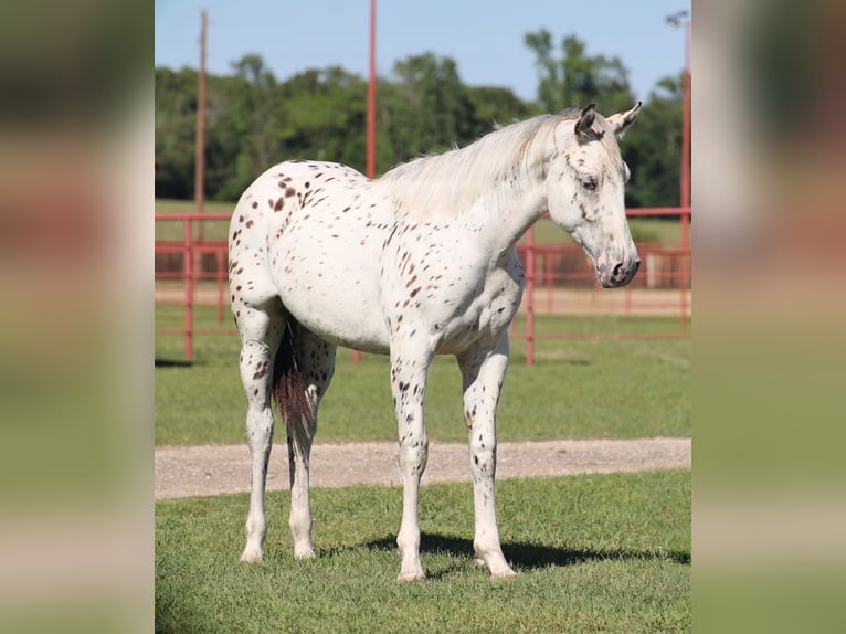 Appaloosa Giumenta 1 Anno 142 cm Baio in Grand Saline