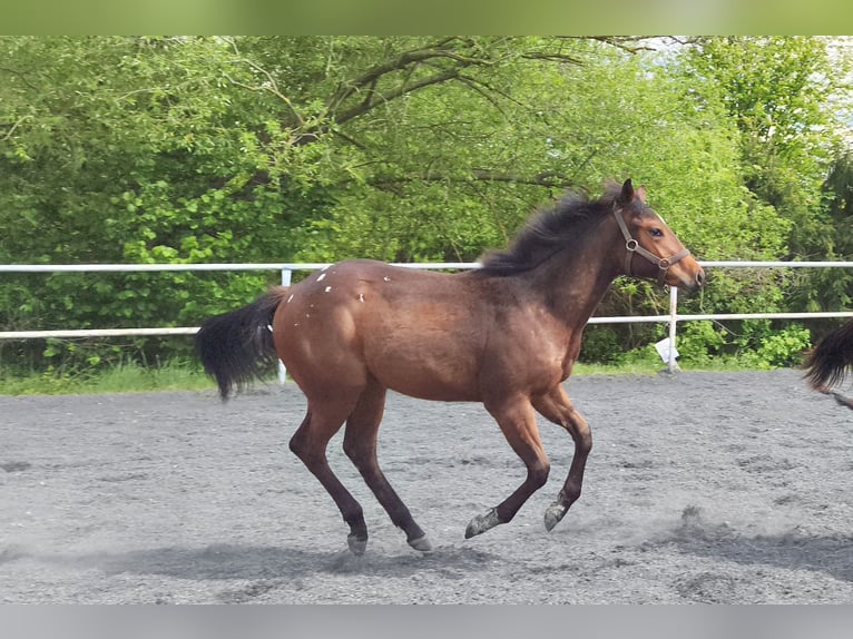 Appaloosa Giumenta 1 Anno 150 cm Baio in Ceske Budějovice