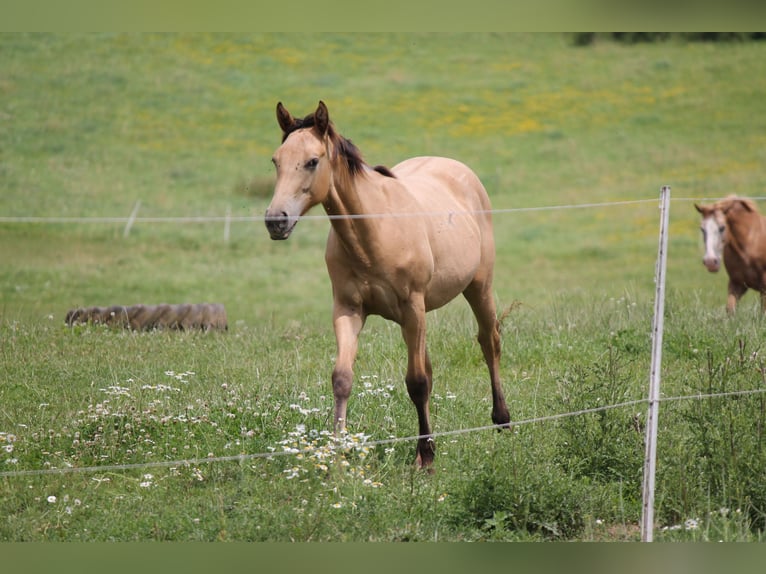 Appaloosa Mix Giumenta 1 Anno 150 cm Falbo in Morschen