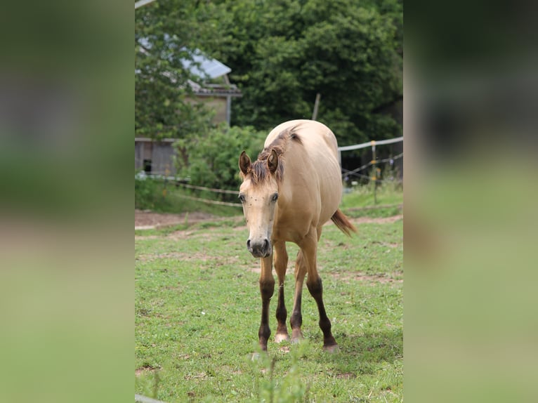 Appaloosa Mix Giumenta 1 Anno 150 cm Falbo in Morschen