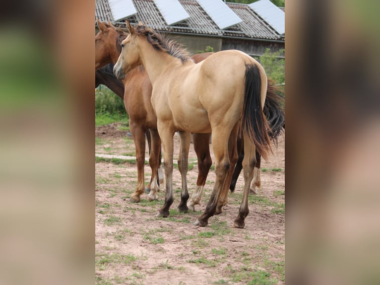 Appaloosa Mix Giumenta 1 Anno 150 cm Falbo in Morschen