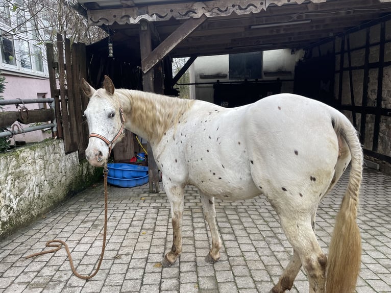 Appaloosa Giumenta 1 Anno 152 cm in Forchtenberg