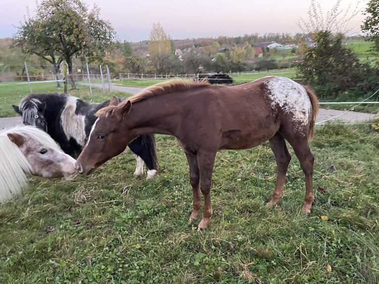 Appaloosa Giumenta 1 Anno 152 cm in Forchtenberg