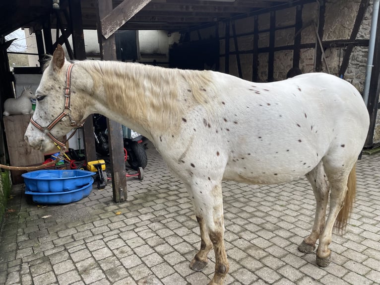 Appaloosa Giumenta 1 Anno 152 cm in Forchtenberg