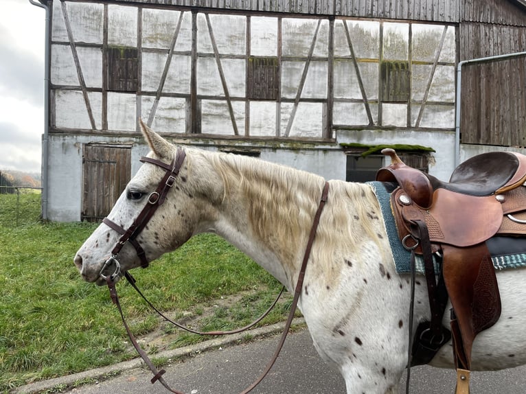 Appaloosa Giumenta 1 Anno 152 cm in Forchtenberg