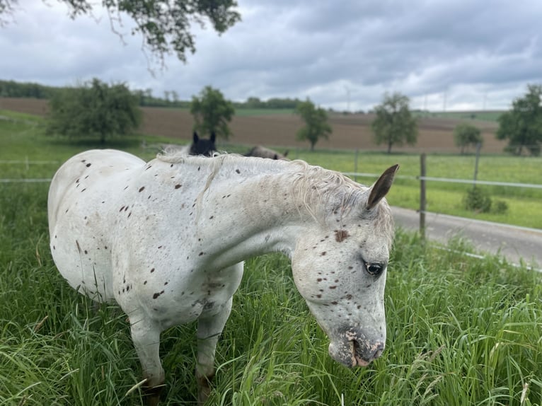 Appaloosa Giumenta 1 Anno 152 cm in Forchtenberg