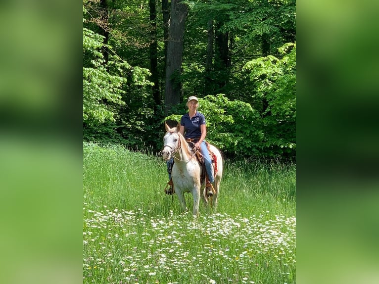 Appaloosa Giumenta 1 Anno 152 cm in Forchtenberg