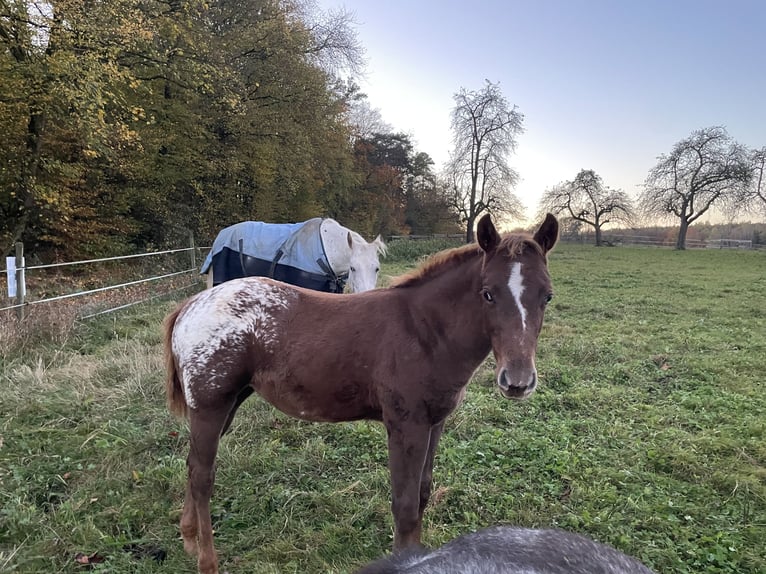 Appaloosa Giumenta 1 Anno 152 cm in Forchtenberg