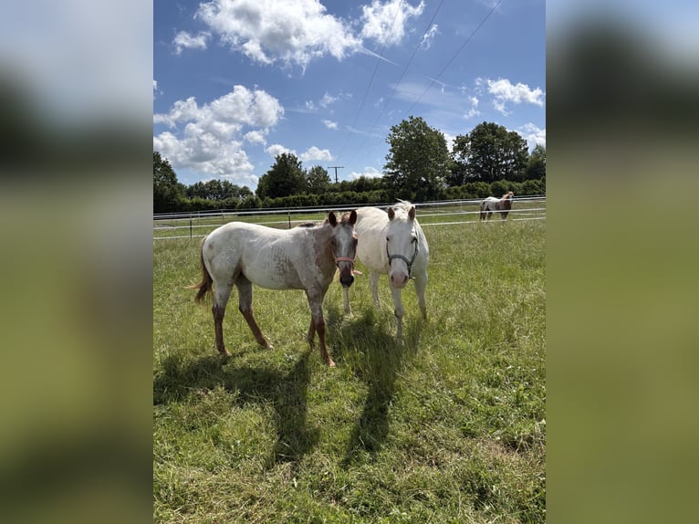 Appaloosa Giumenta 1 Anno 152 cm Sauro in Nördlingen