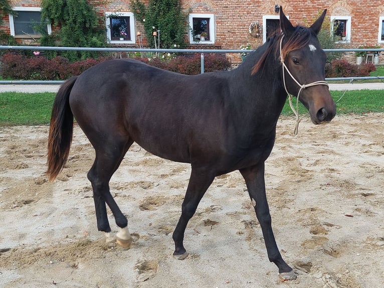 Appaloosa Giumenta 1 Anno 154 cm Baio in Weißkirchen and der Traun