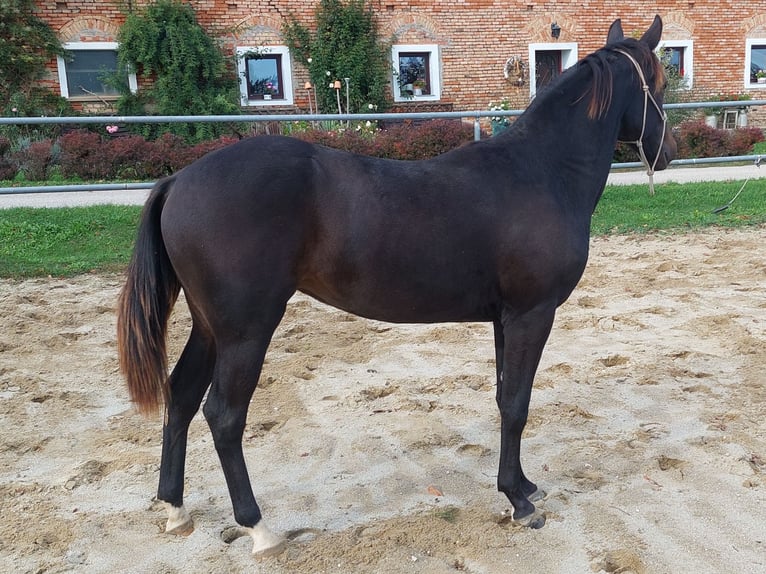 Appaloosa Giumenta 1 Anno 154 cm Baio in Weißkirchen and der Traun