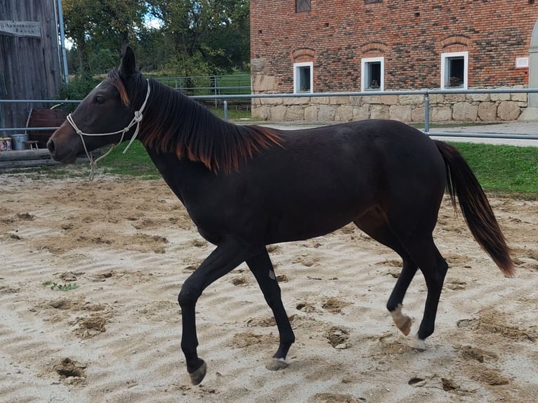 Appaloosa Giumenta 1 Anno 154 cm Baio in Weißkirchen and der Traun