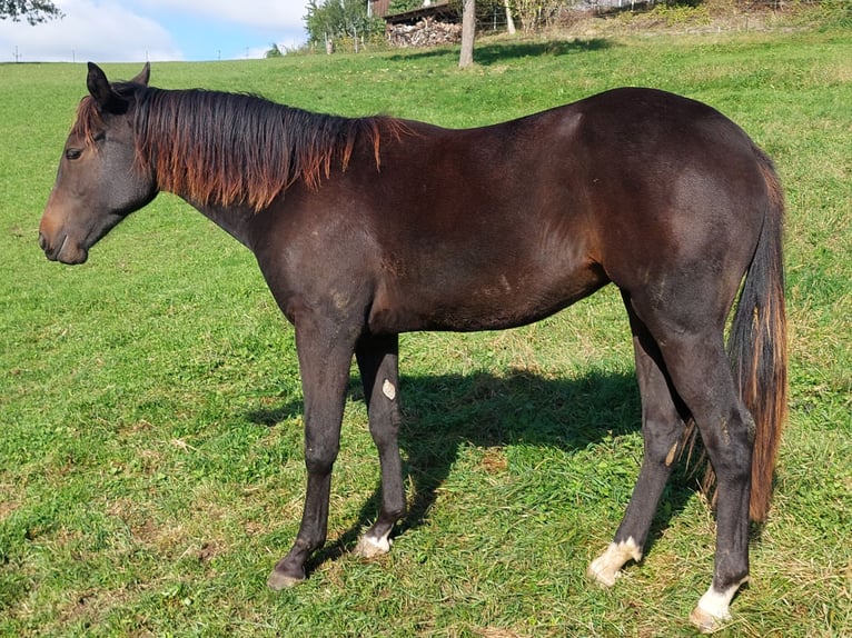 Appaloosa Giumenta 1 Anno 154 cm Baio in Weißkirchen and der Traun