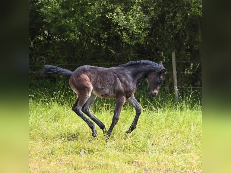 Appaloosa Giumenta 1 Anno 155 cm Baio in Münchweiler an der Alsenz