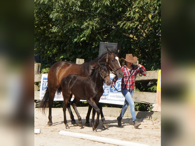 Appaloosa Giumenta 1 Anno 155 cm Baio in Münchweiler an der Alsenz