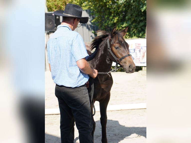 Appaloosa Giumenta 1 Anno 155 cm Baio in Münchweiler an der Alsenz