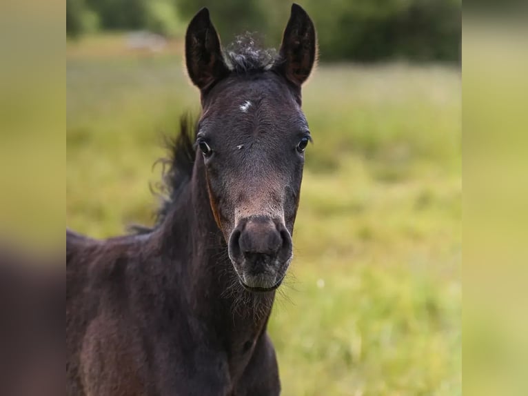 Appaloosa Giumenta 1 Anno 155 cm Baio in Münchweiler an der Alsenz