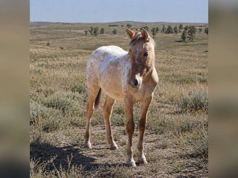 Appaloosa Mix Giumenta 1 Anno 155 cm Leopard in Uelzen