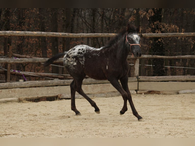 Appaloosa Mix Giumenta 1 Anno 155 cm Morello in Globoko