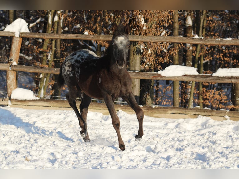 Appaloosa Mix Giumenta 1 Anno 155 cm Morello in Globoko