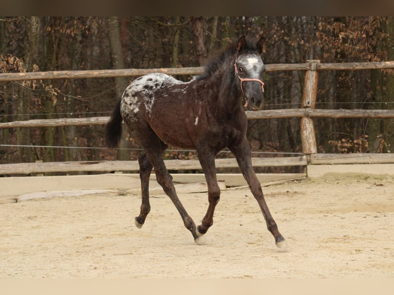 Appaloosa Mix Giumenta 1 Anno 155 cm Morello in Globoko
