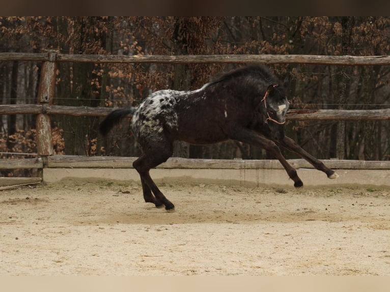Appaloosa Mix Giumenta 1 Anno 155 cm Morello in Globoko