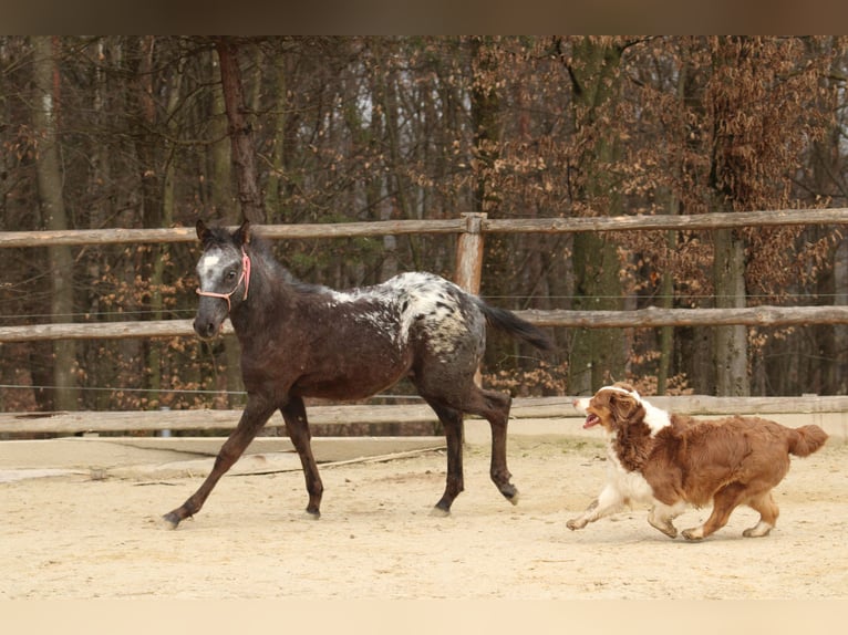 Appaloosa Mix Giumenta 1 Anno 155 cm Morello in Globoko