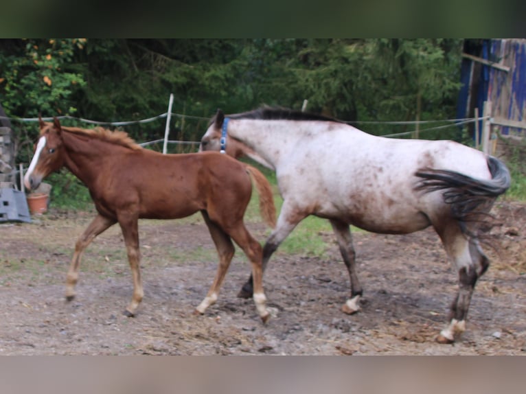 Appaloosa Mix Giumenta 1 Anno 156 cm Baio roano in Gemmerich