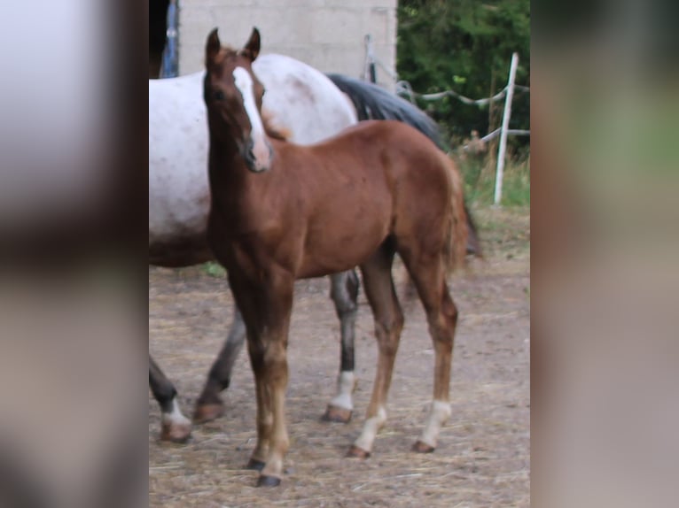 Appaloosa Mix Giumenta 1 Anno 156 cm Baio roano in Gemmerich