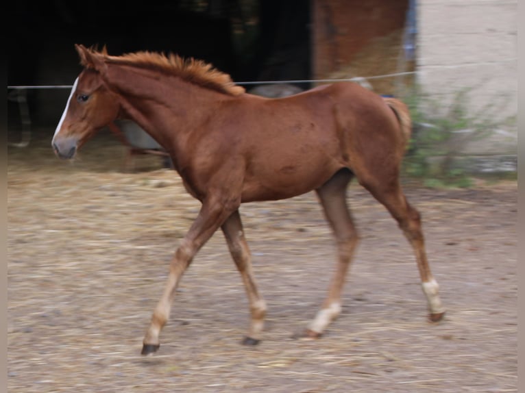 Appaloosa Mix Giumenta 1 Anno 156 cm Baio roano in Gemmerich