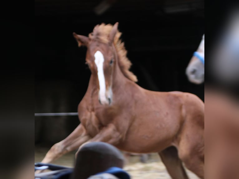 Appaloosa Mix Giumenta 1 Anno 156 cm Baio roano in Gemmerich