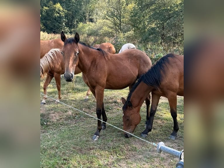 Appaloosa Mix Giumenta 1 Anno 156 cm Baio scuro in Daleiden
