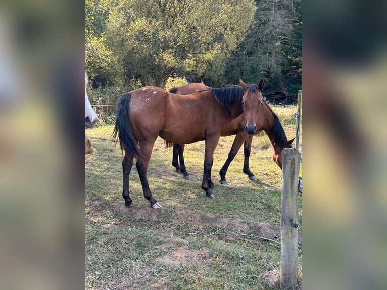 Appaloosa Mix Giumenta 1 Anno 156 cm Baio scuro in Daleiden