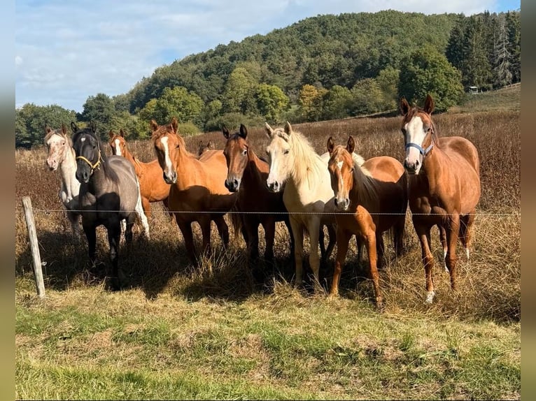 Appaloosa Mix Giumenta 1 Anno 156 cm Baio scuro in Daleiden