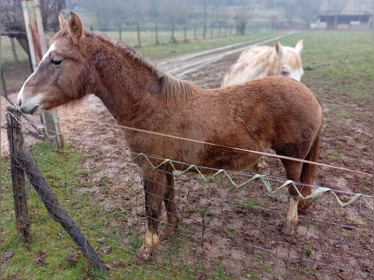 Appaloosa Mix Giumenta 1 Anno Baio in San Biagio