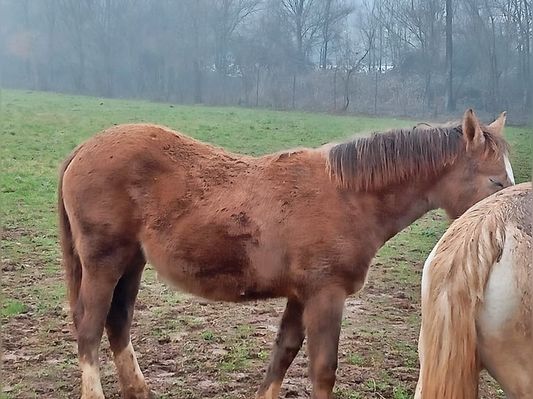 Appaloosa Mix Giumenta 1 Anno Baio in San Biagio