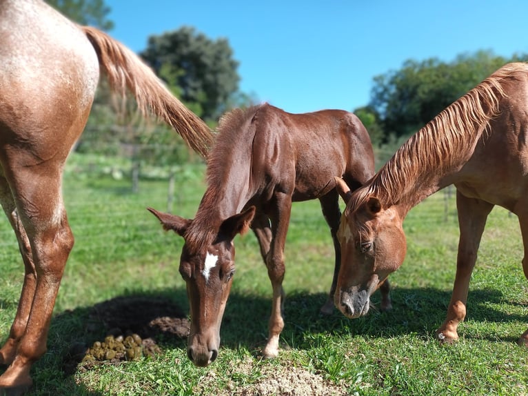 Appaloosa Giumenta 1 Anno Baio in Komen