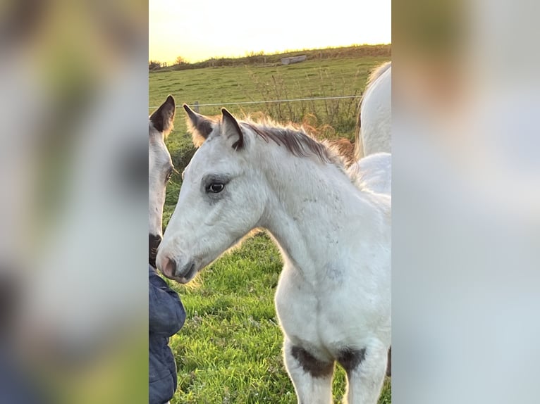 Appaloosa Giumenta 1 Anno Baio in La Roche-en-Ardenne