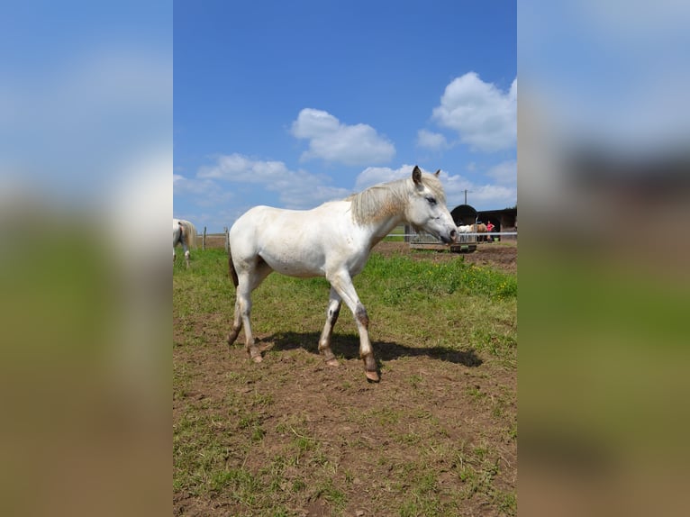 Appaloosa Giumenta 1 Anno Baio in La Roche-en-Ardenne